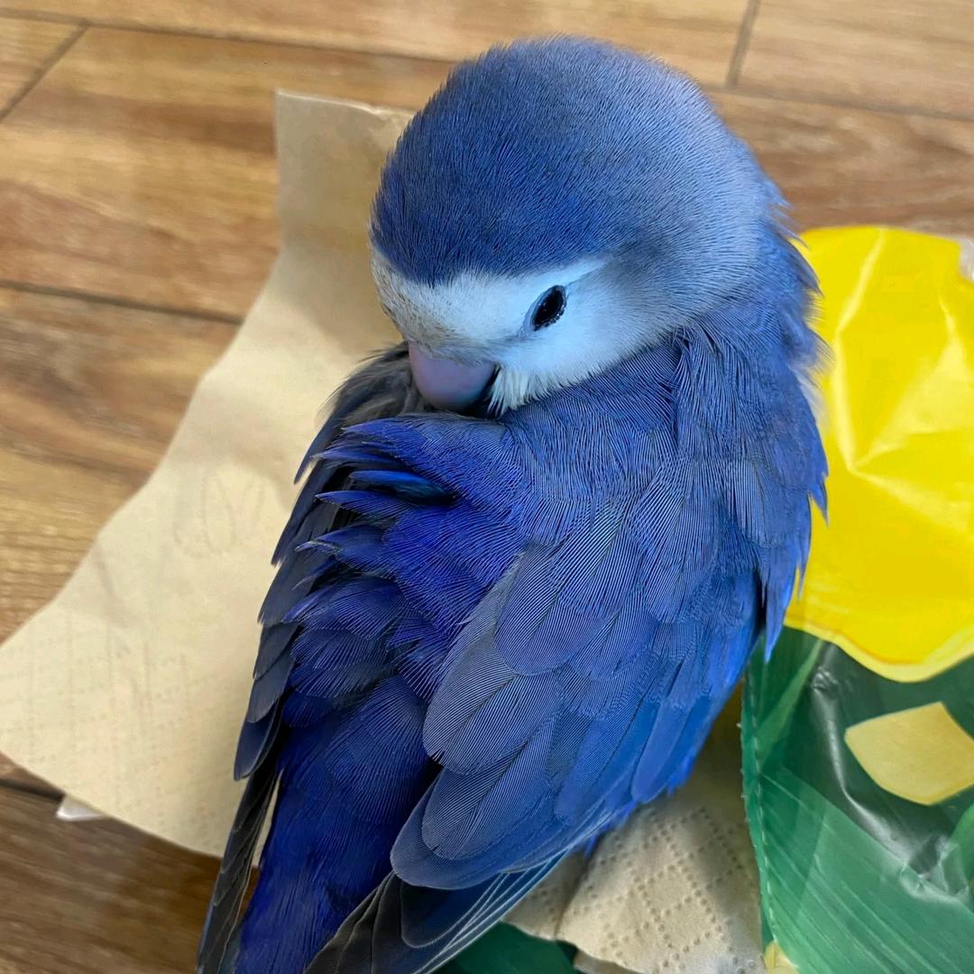 鹦鹉咱家🦜🦜