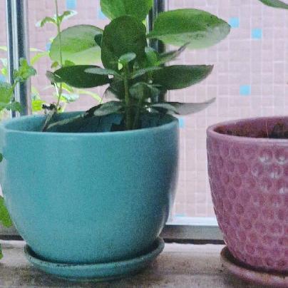 @越来越好🌺🌺