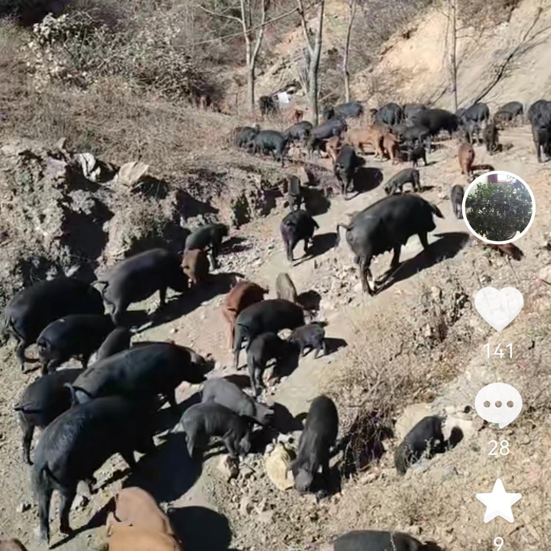 乡宁县双鹤乡要里老五黑土猪肉