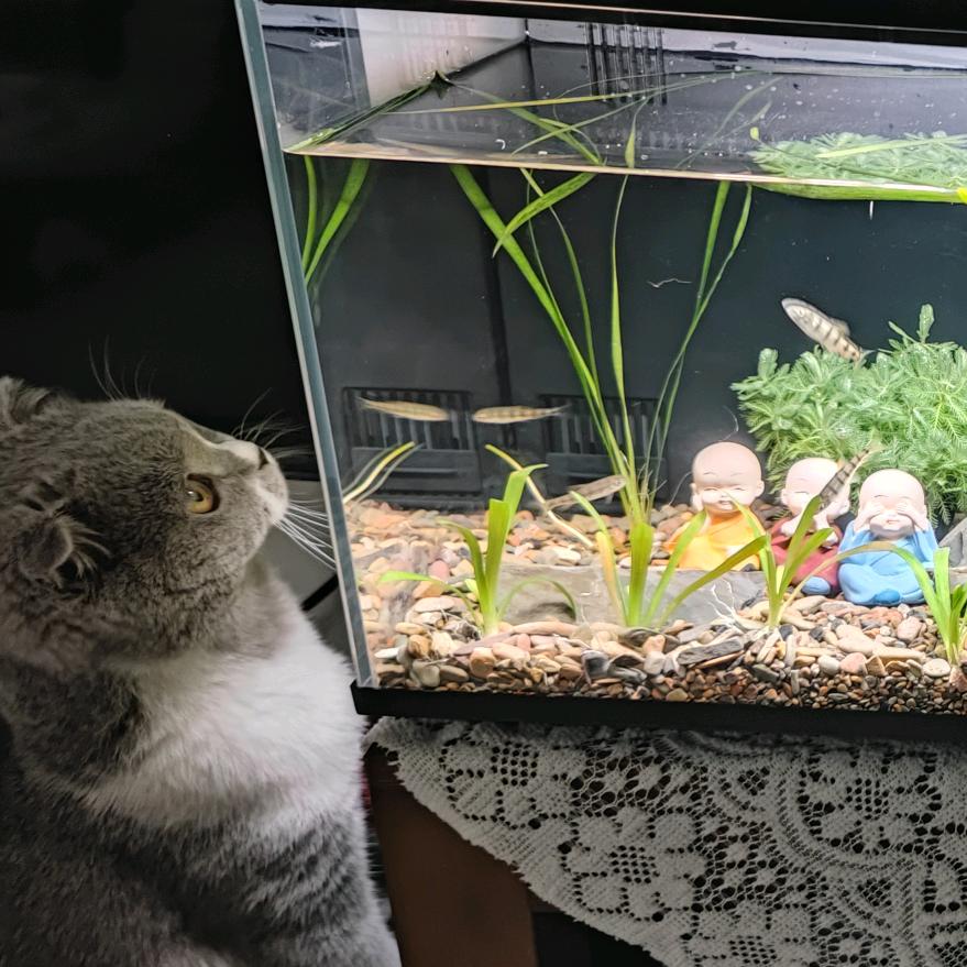 疯狂的傻子