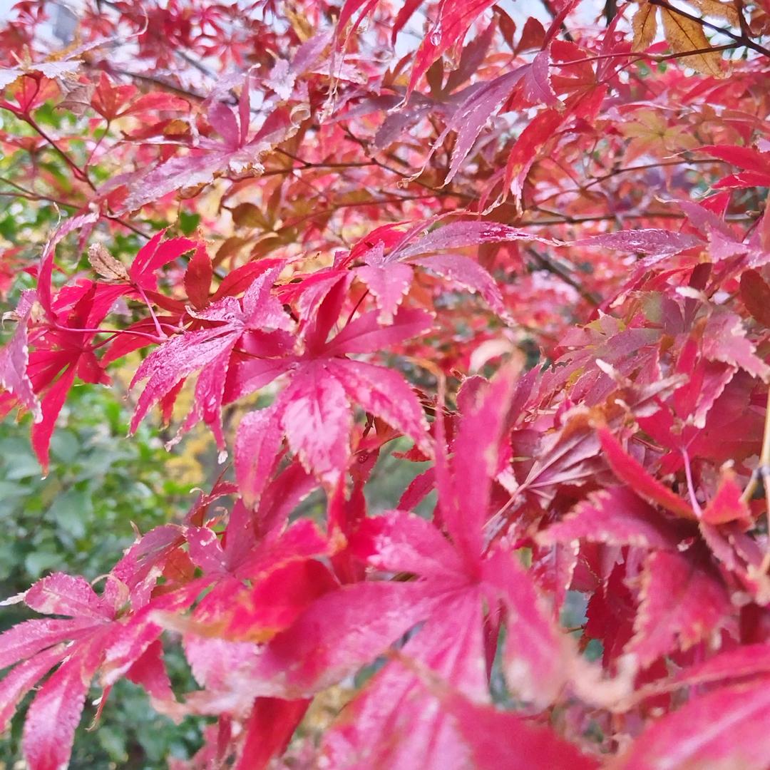 红雁