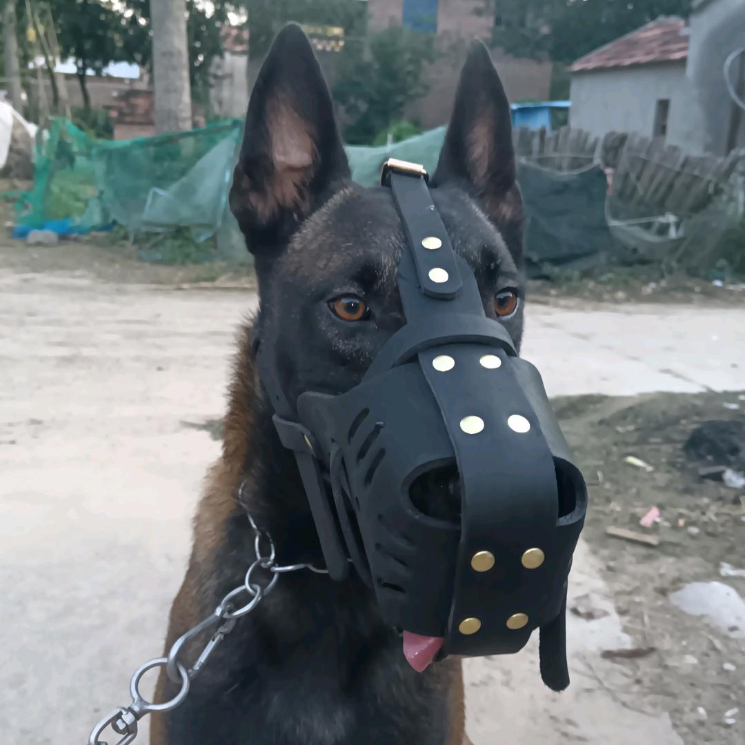 小陈养犬