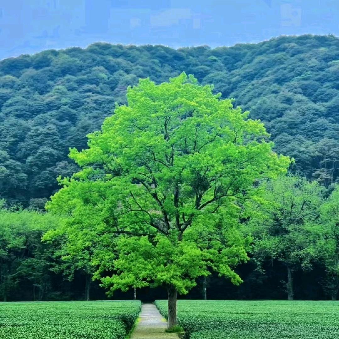 奕鸣