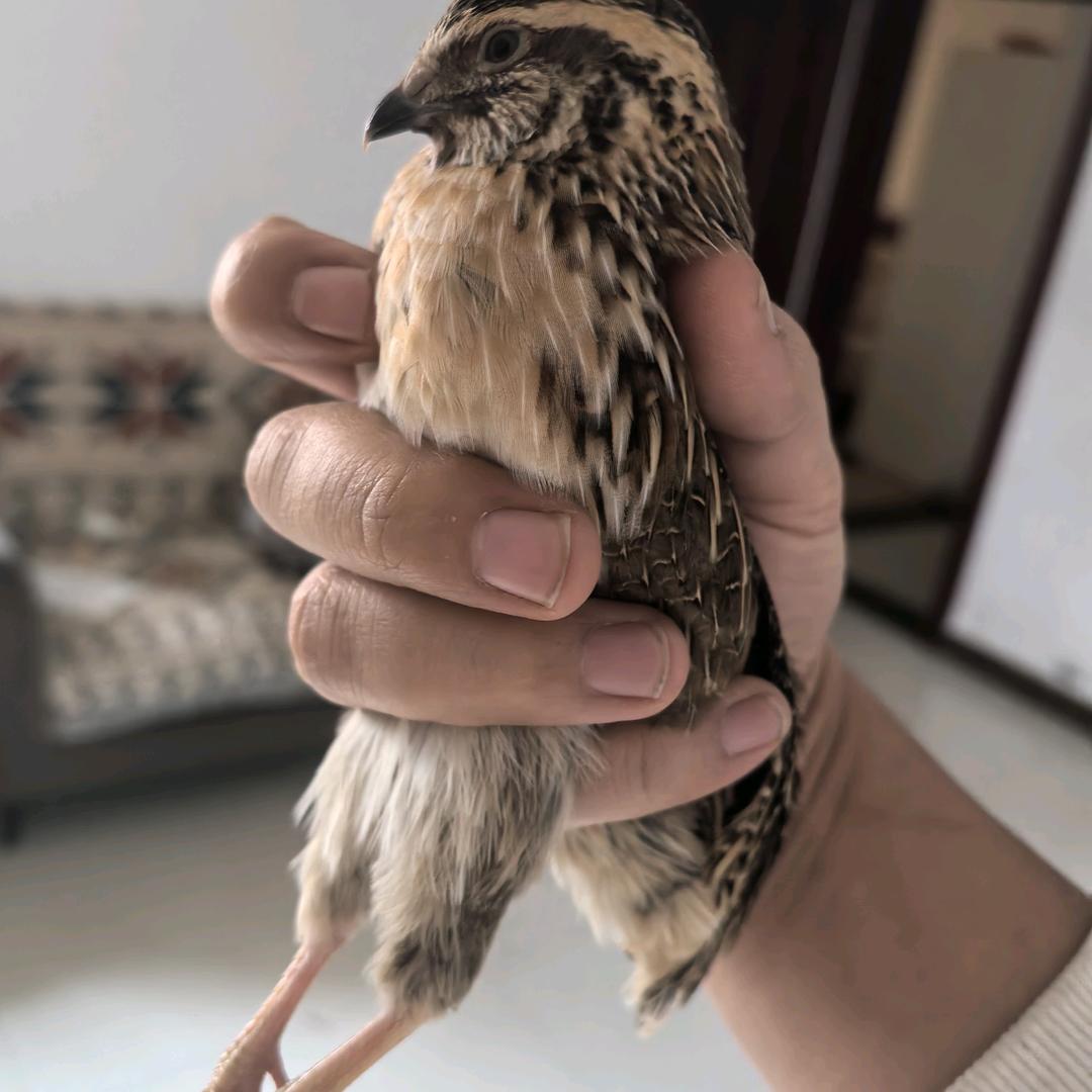小萌斗鹌鹑3