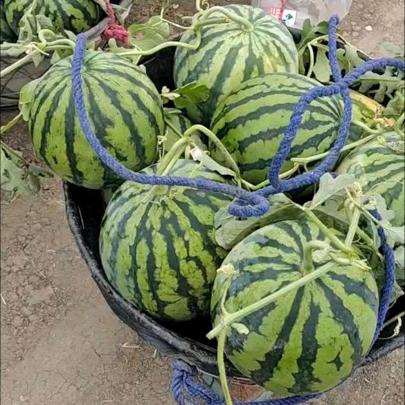 美都西瓜🍉种植基地批发