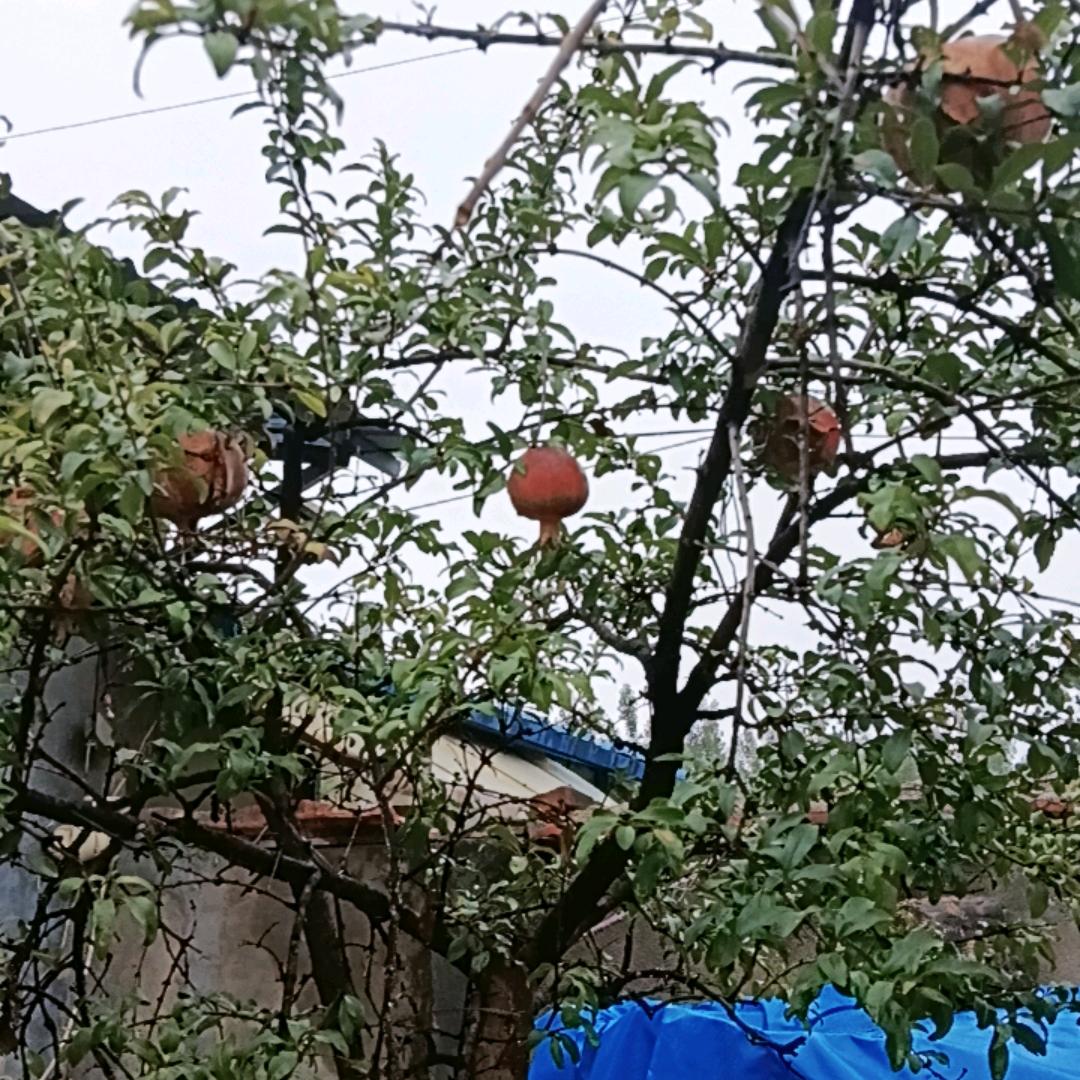 筭圭卜师夫妻D