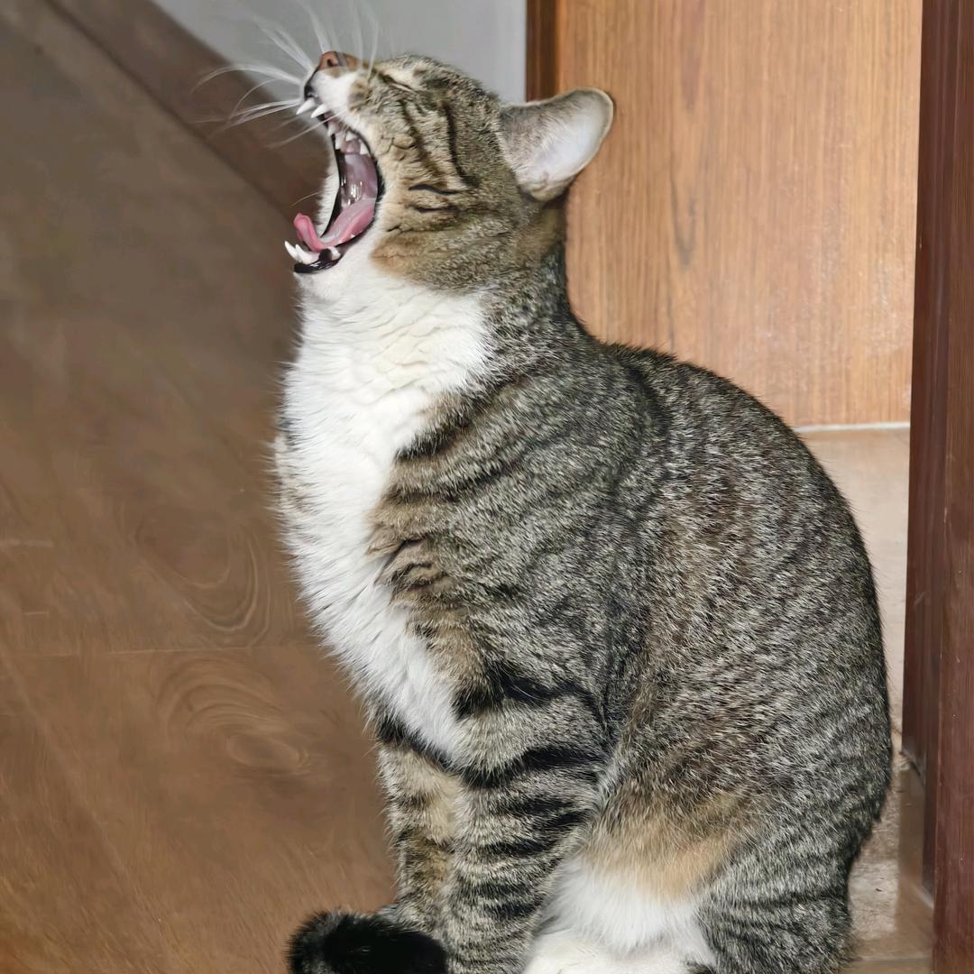 狂炫84