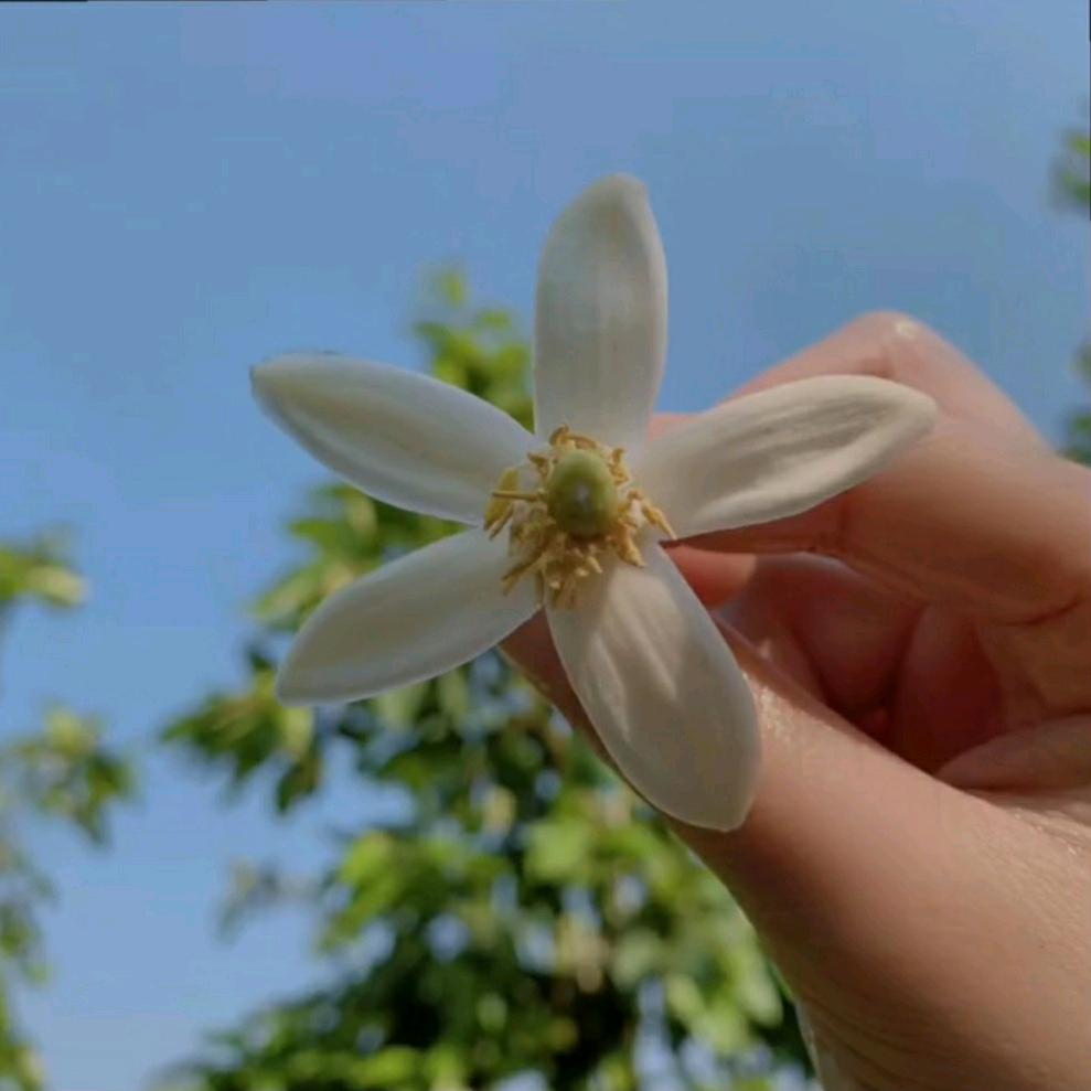 夕🍃
