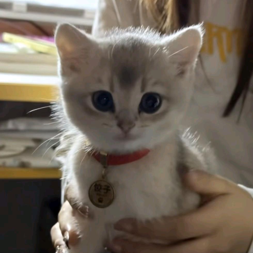 花戏骨