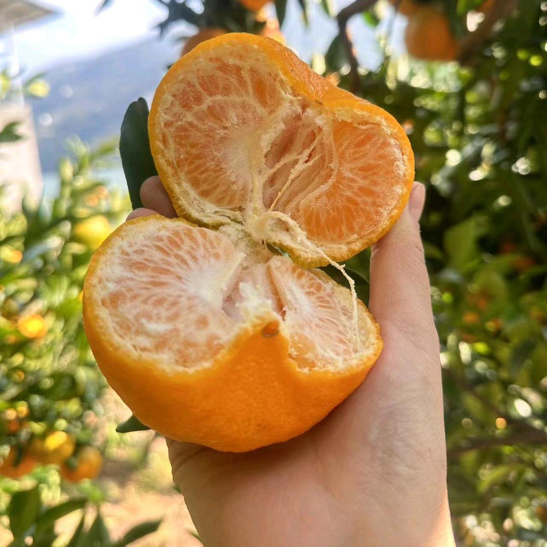 橙子哥果鲜森水果