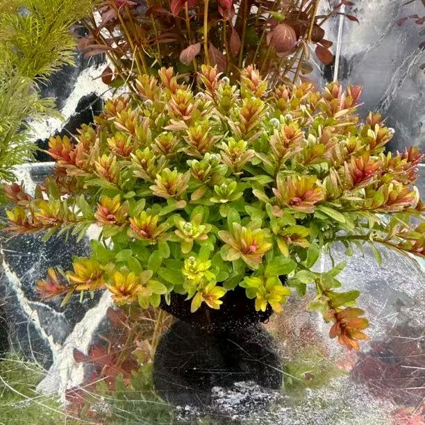 新好景水绿植养护