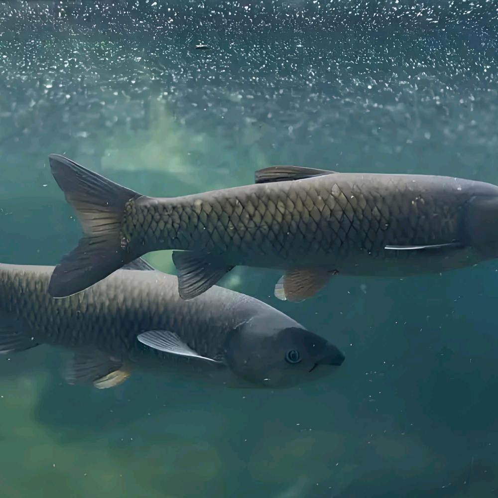 川军垂钓混养鲢鳙塘