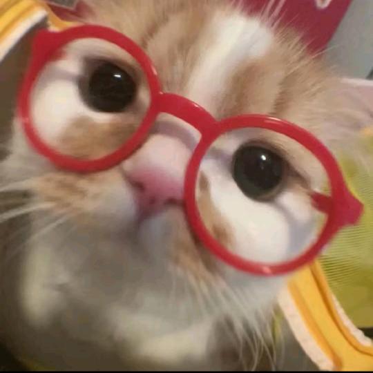 小猫 ੭^