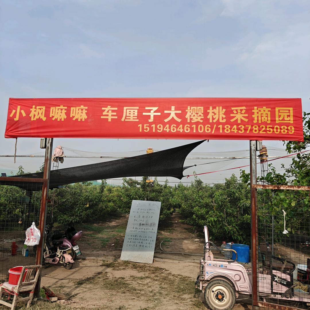 小枫嘛嘛