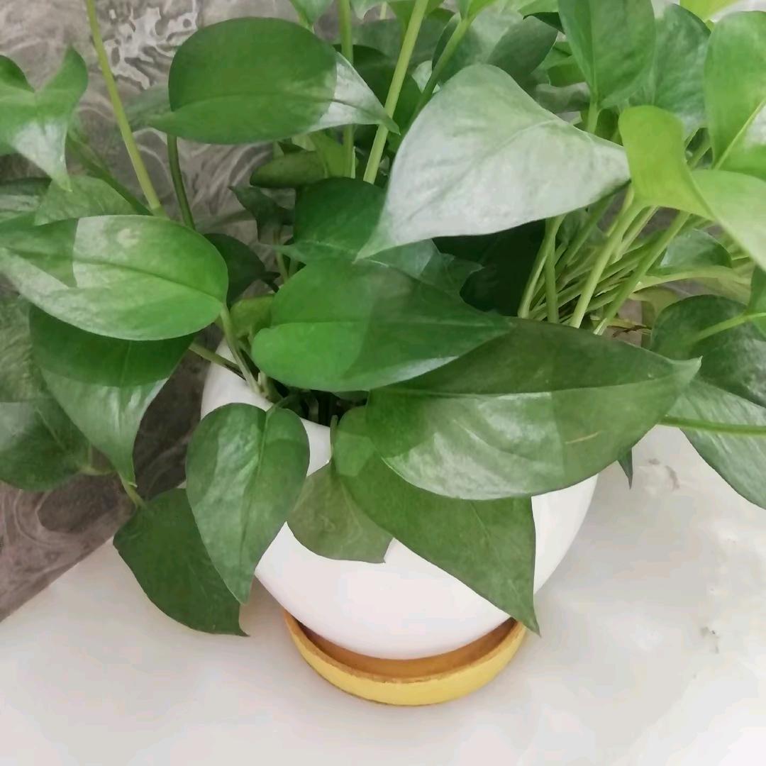 邓邓有周