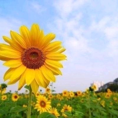 简简单单