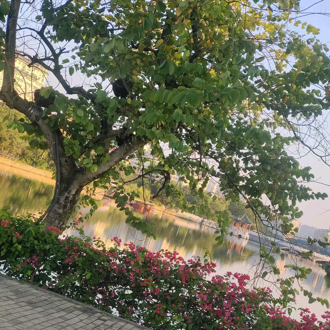 ୧⍤⃝🌴