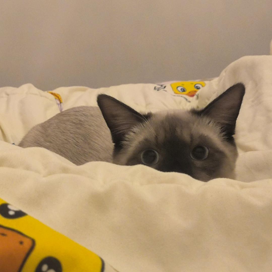 星河♡