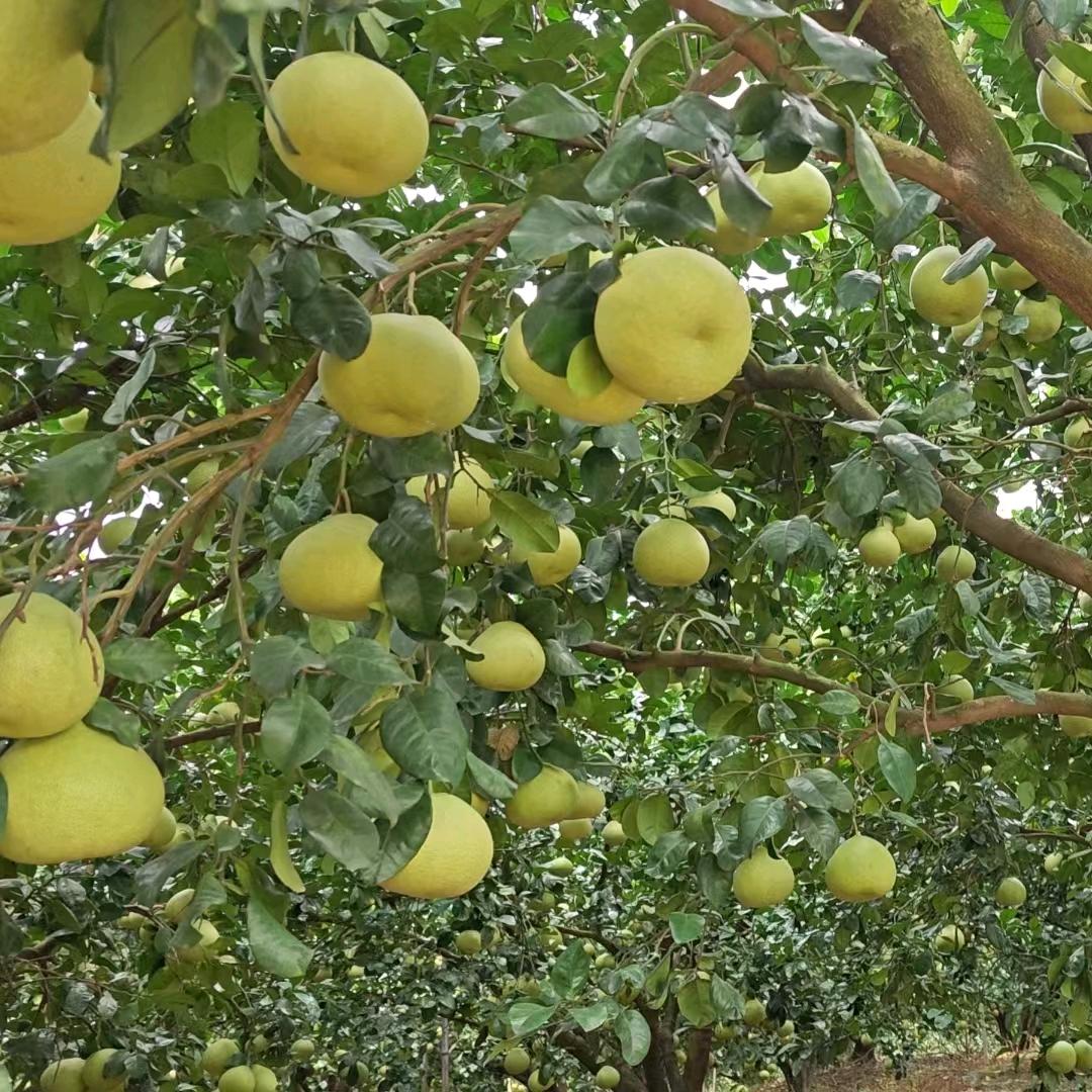 @厦泉鲜果🍒