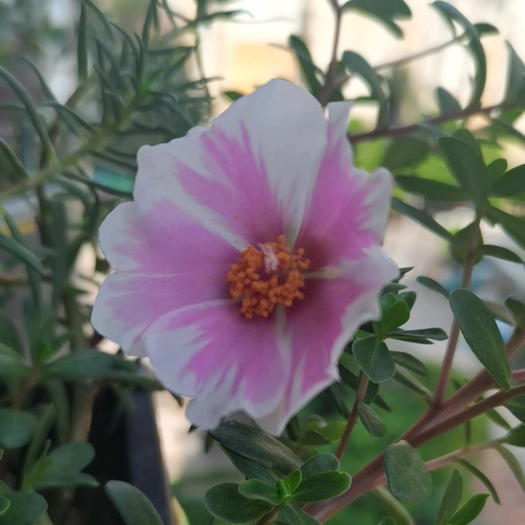 幸运儿🍀⁵²⁷LQ