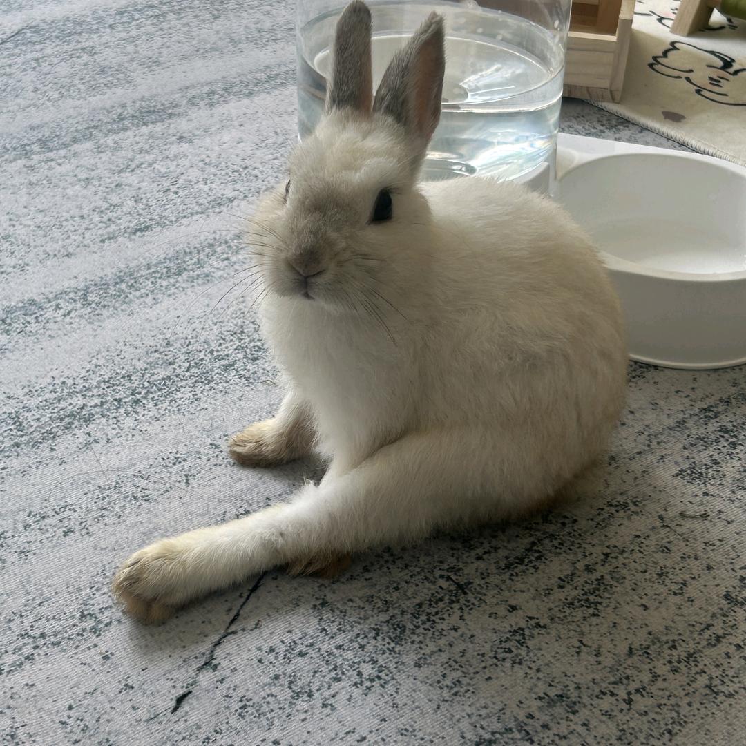 ✨秋梨饼干汪