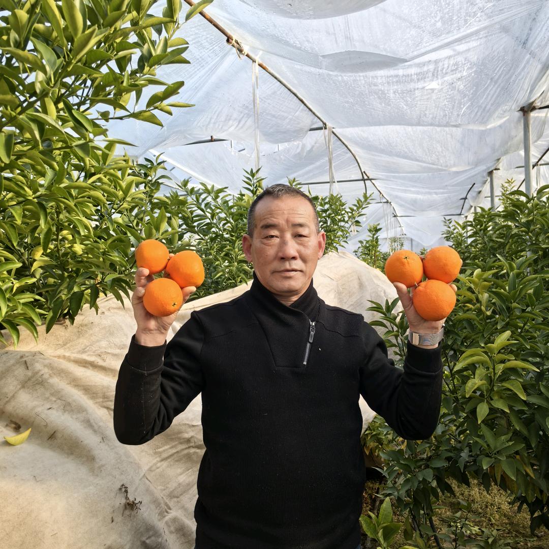 安庆阳光雨露两百多个爱嫒柑桔品种大秋香梨