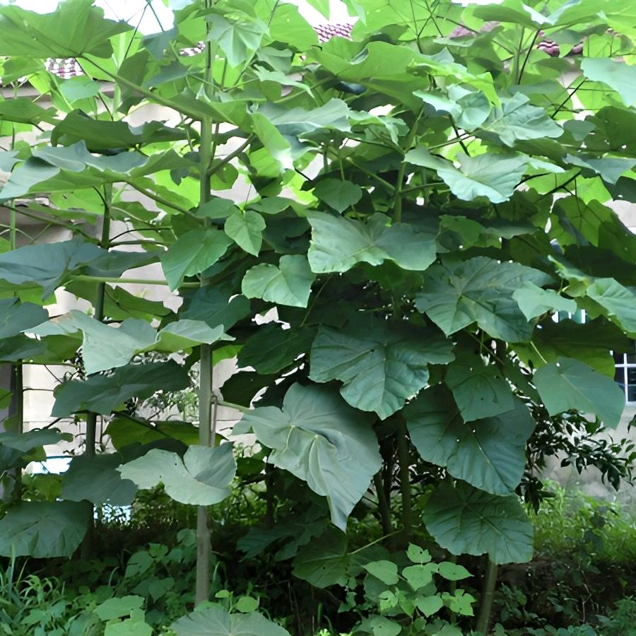 天若有情天亦老