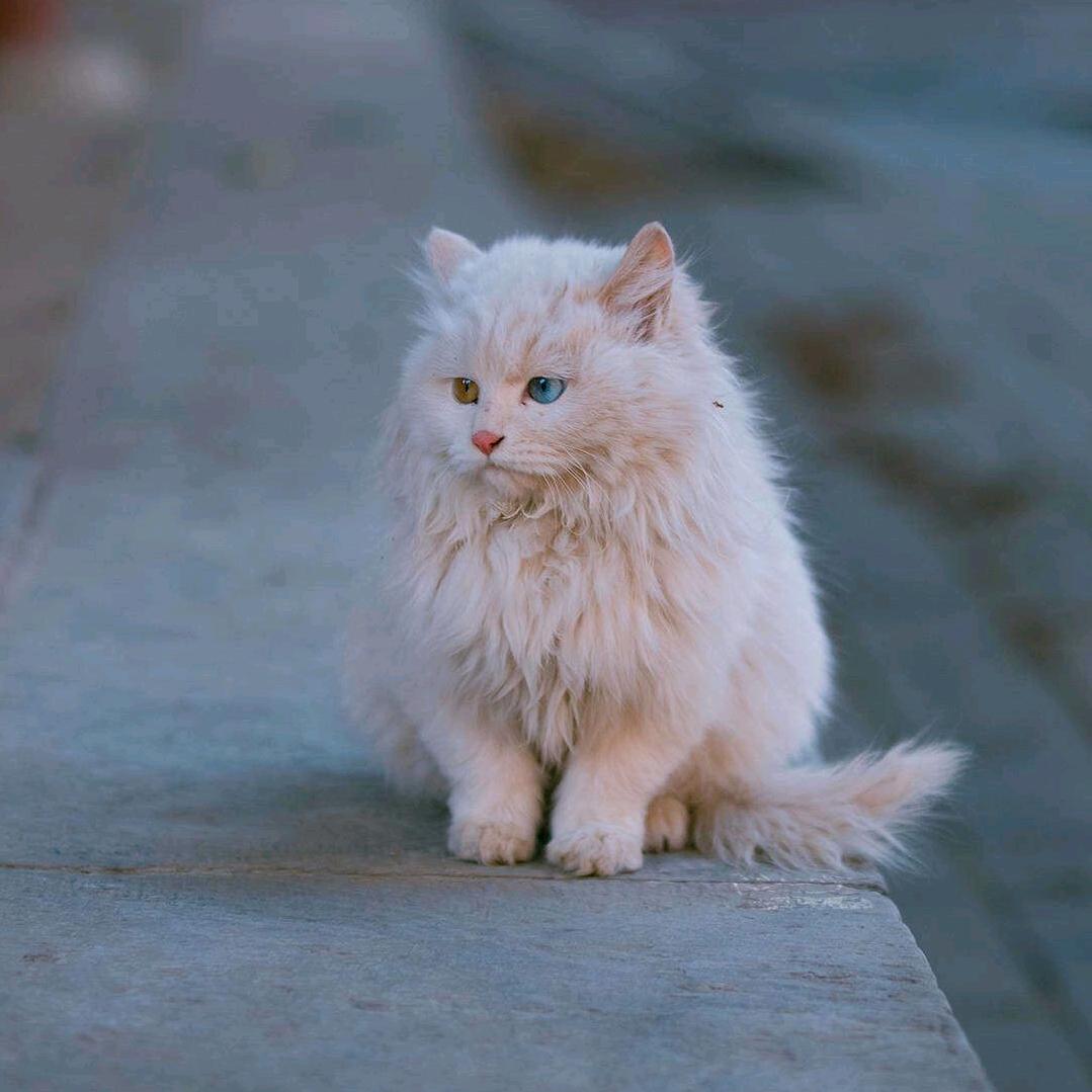 里年