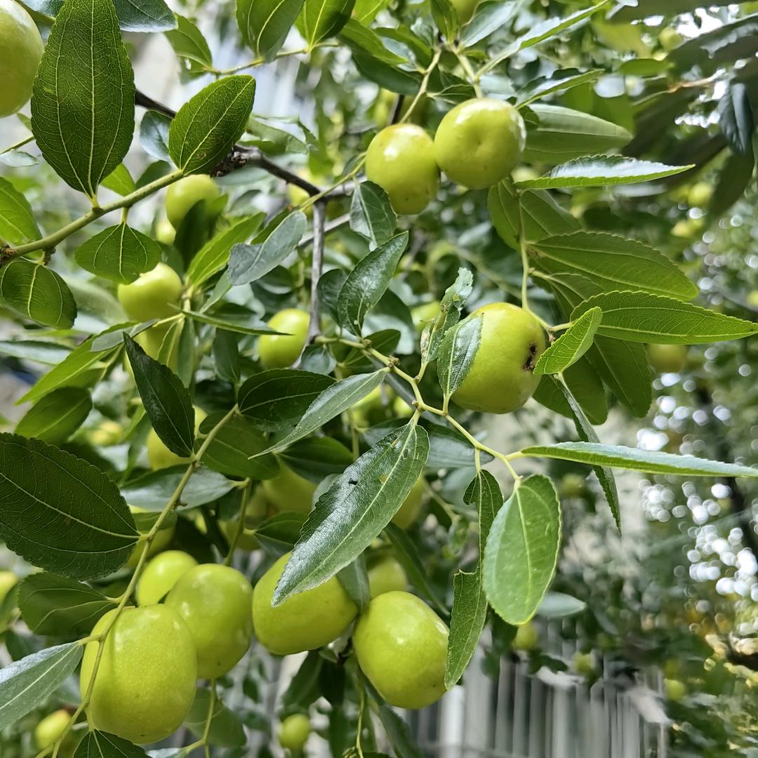 小懒猫