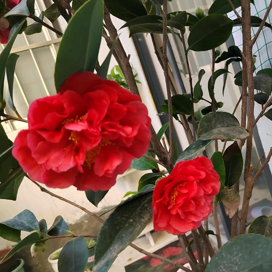 繁花与你