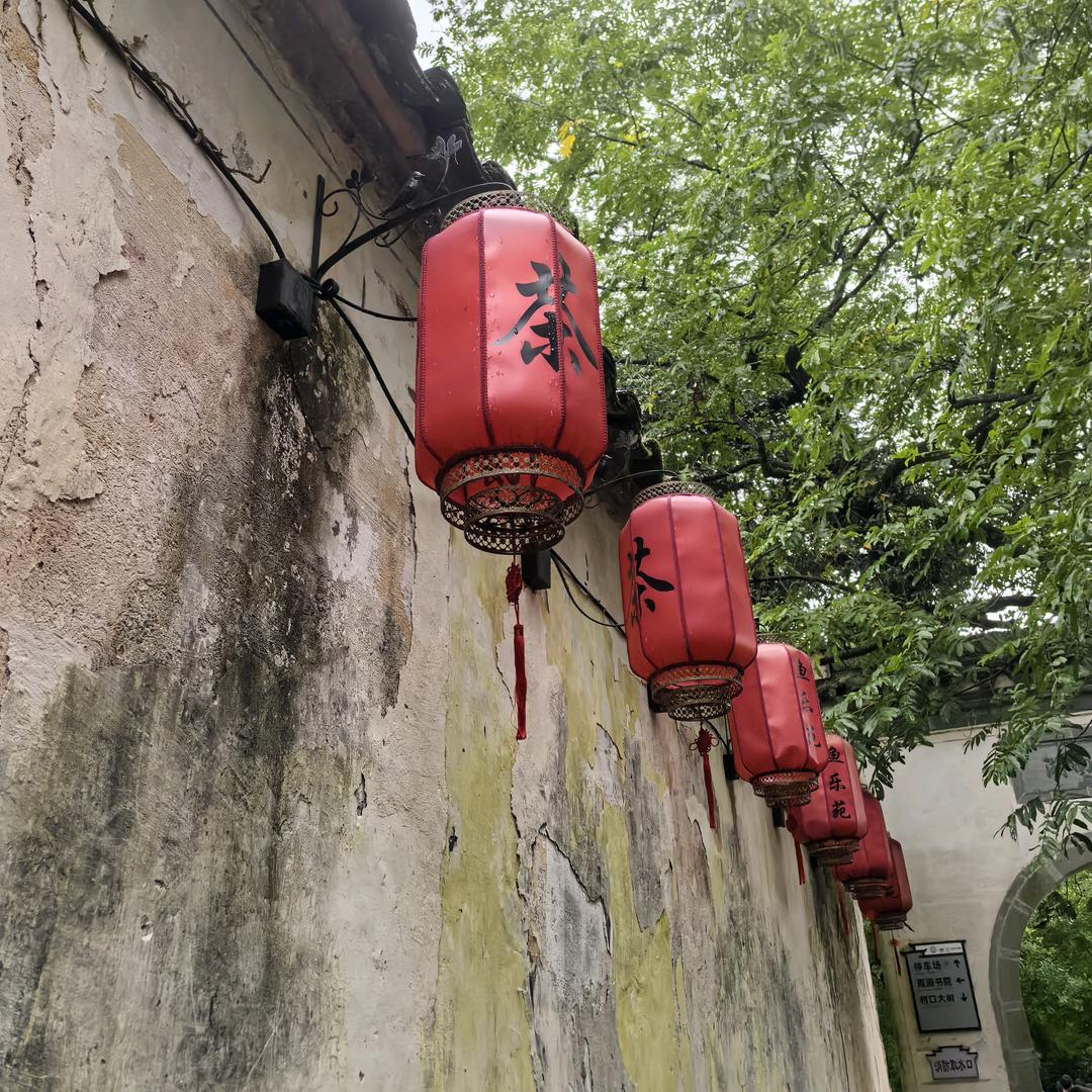黄山黄柏山茶叶