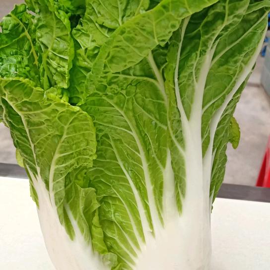 青白菜