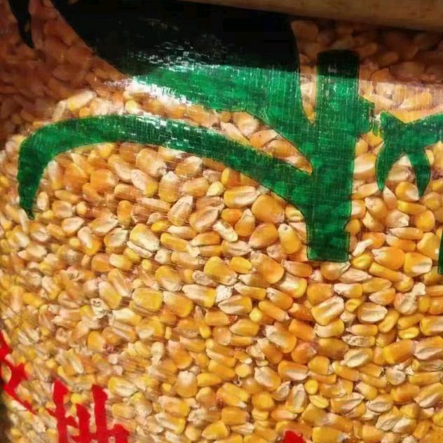 坤哥产地直发玉米