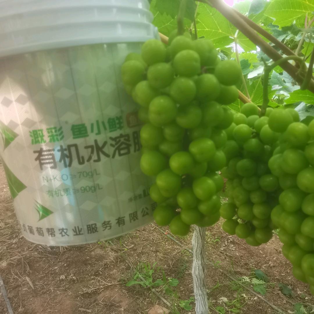 元贞葡萄轻松家庭农场。