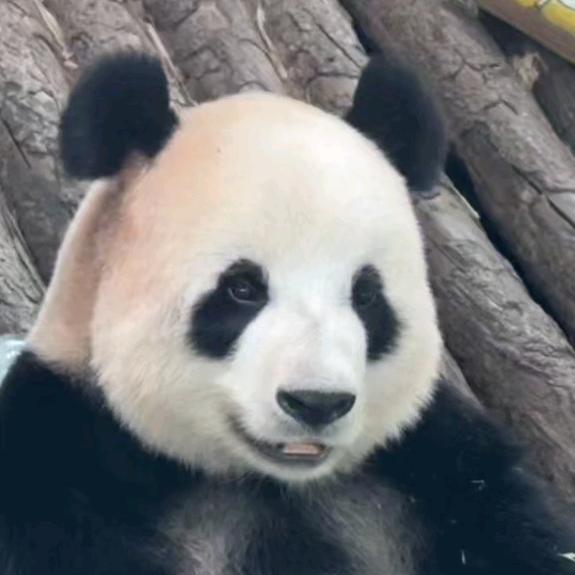 大米纸碗糕