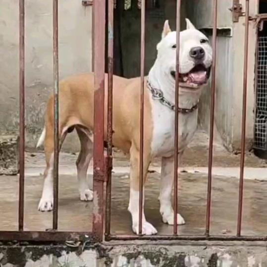 临澧县爱狗宠物生活馆（斯塔福.犬舍）