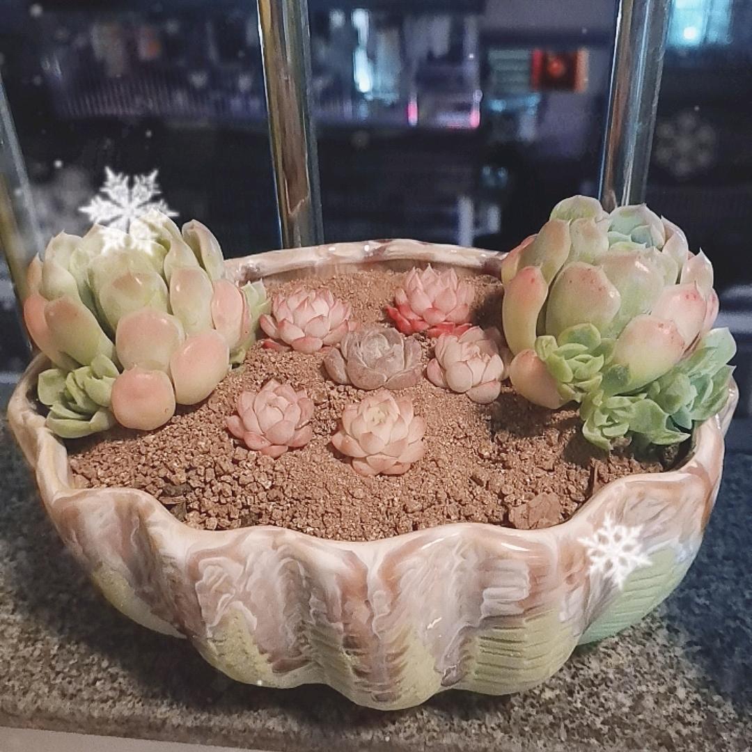 🍀吴三姐