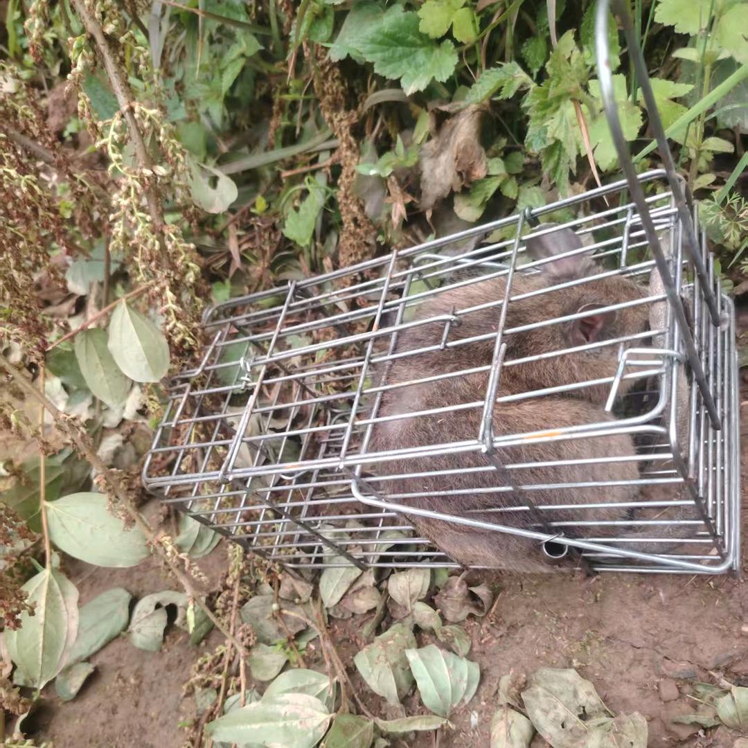 博白手工专业老鼠笼