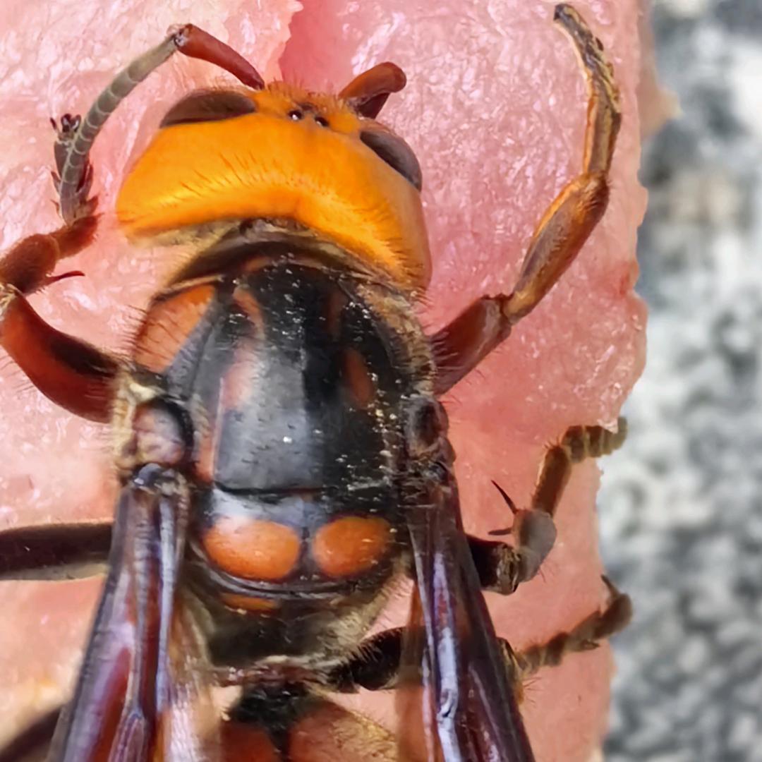 🐝🐝户外抓金环虎头蜂🐝🐝