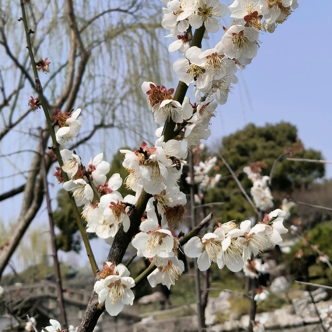 杨爽爽