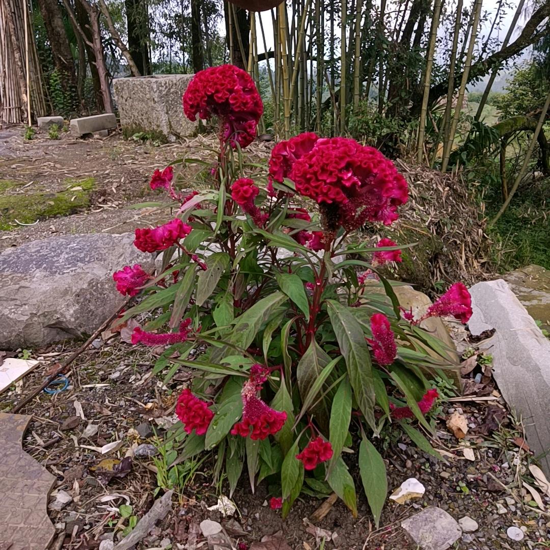 🌹彭&然&心动🌹