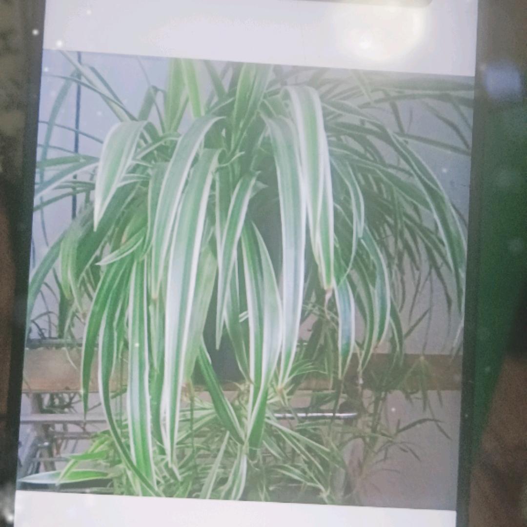 在外漂泊的赵