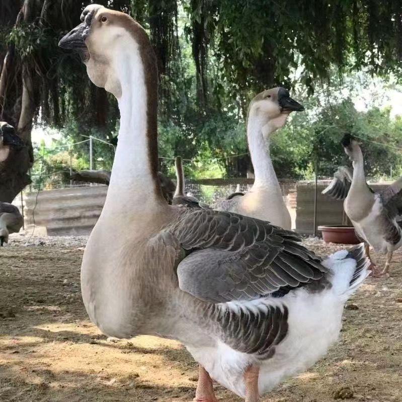 莱宠易大种鹅