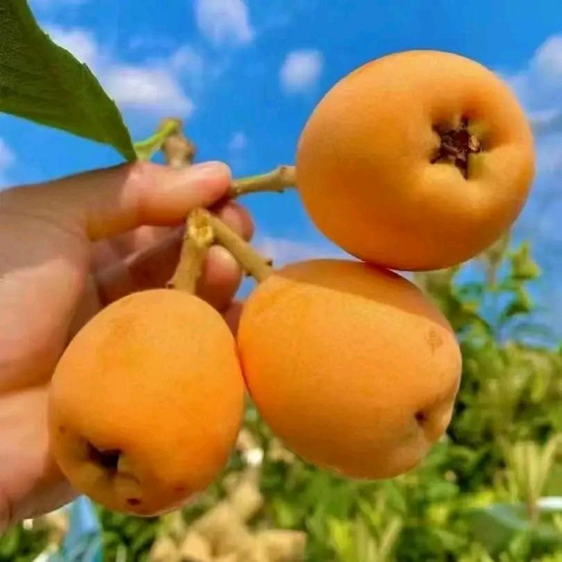 苗武云苗木专卖店