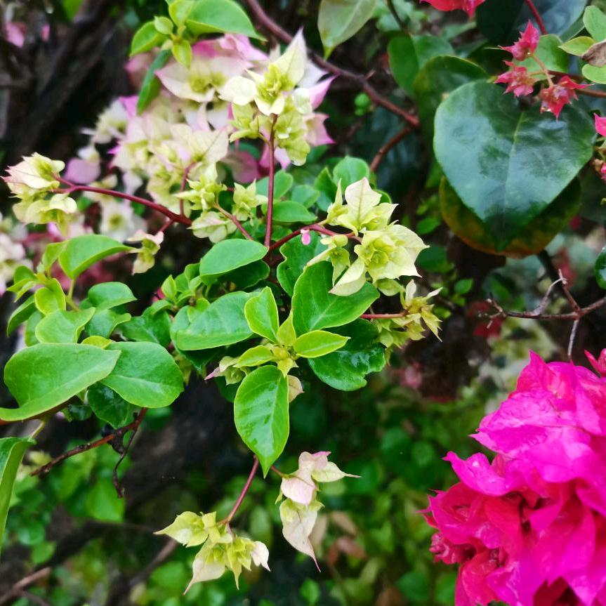 花宠伊家生态农场