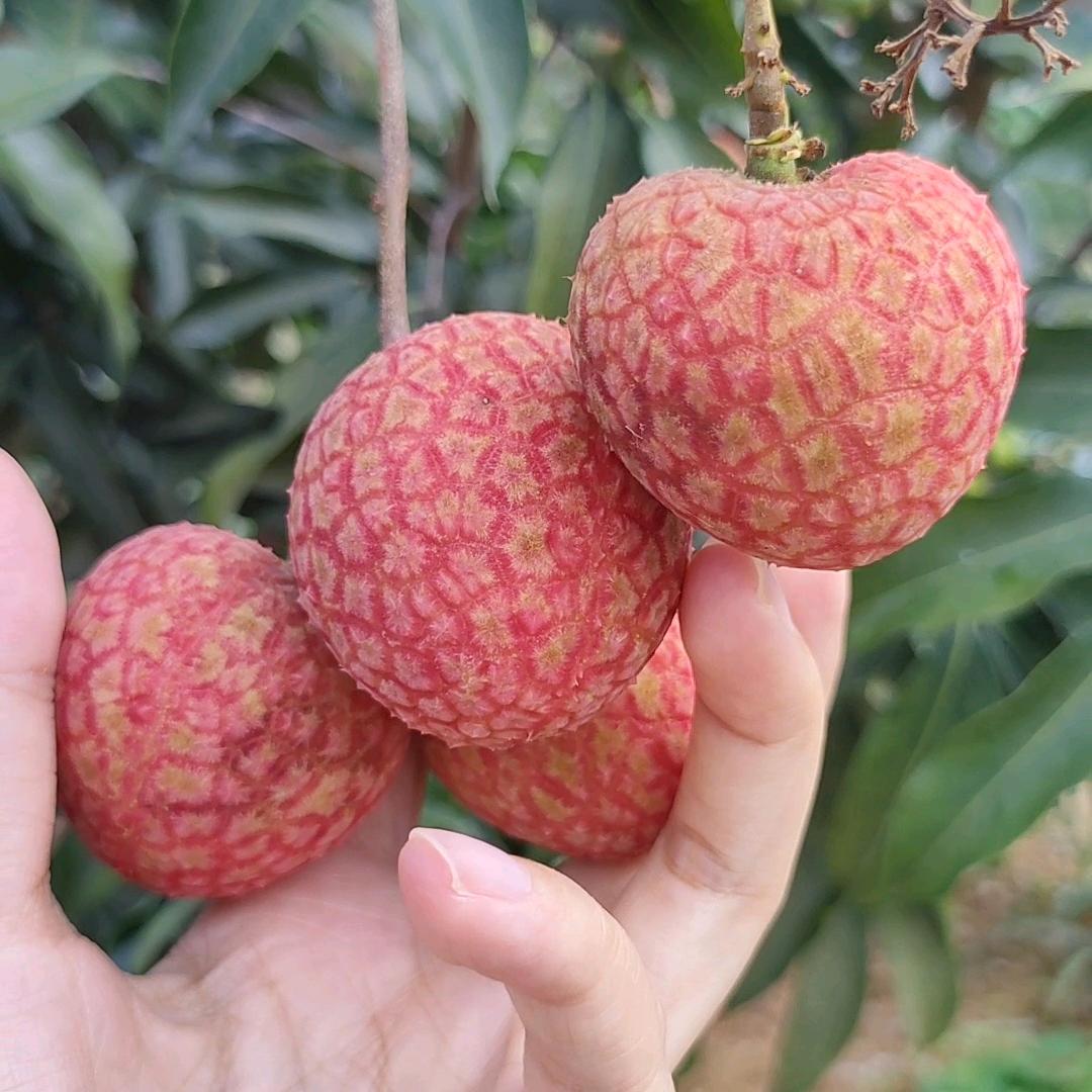 皮皮家的果苗（专业嫁接）