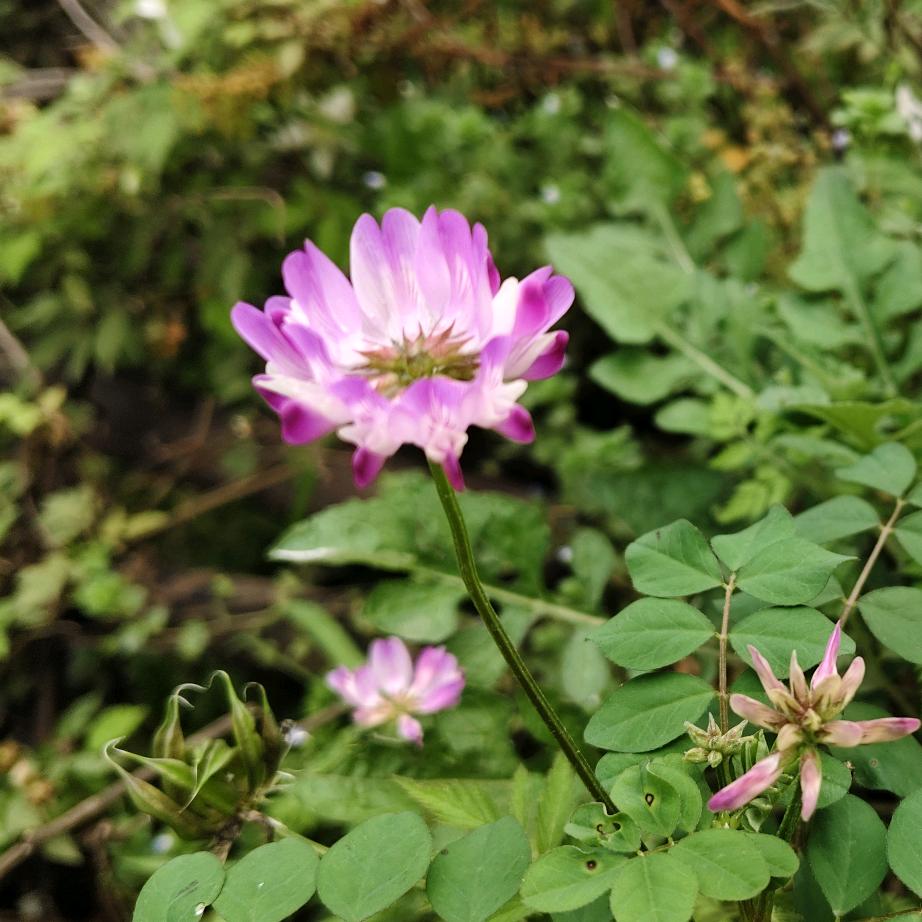 思顺乡慧琴副食店