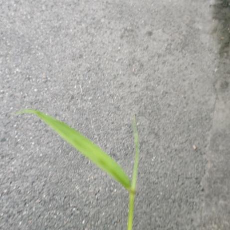 ♣︎♣︎♣︎♣︎♣︎