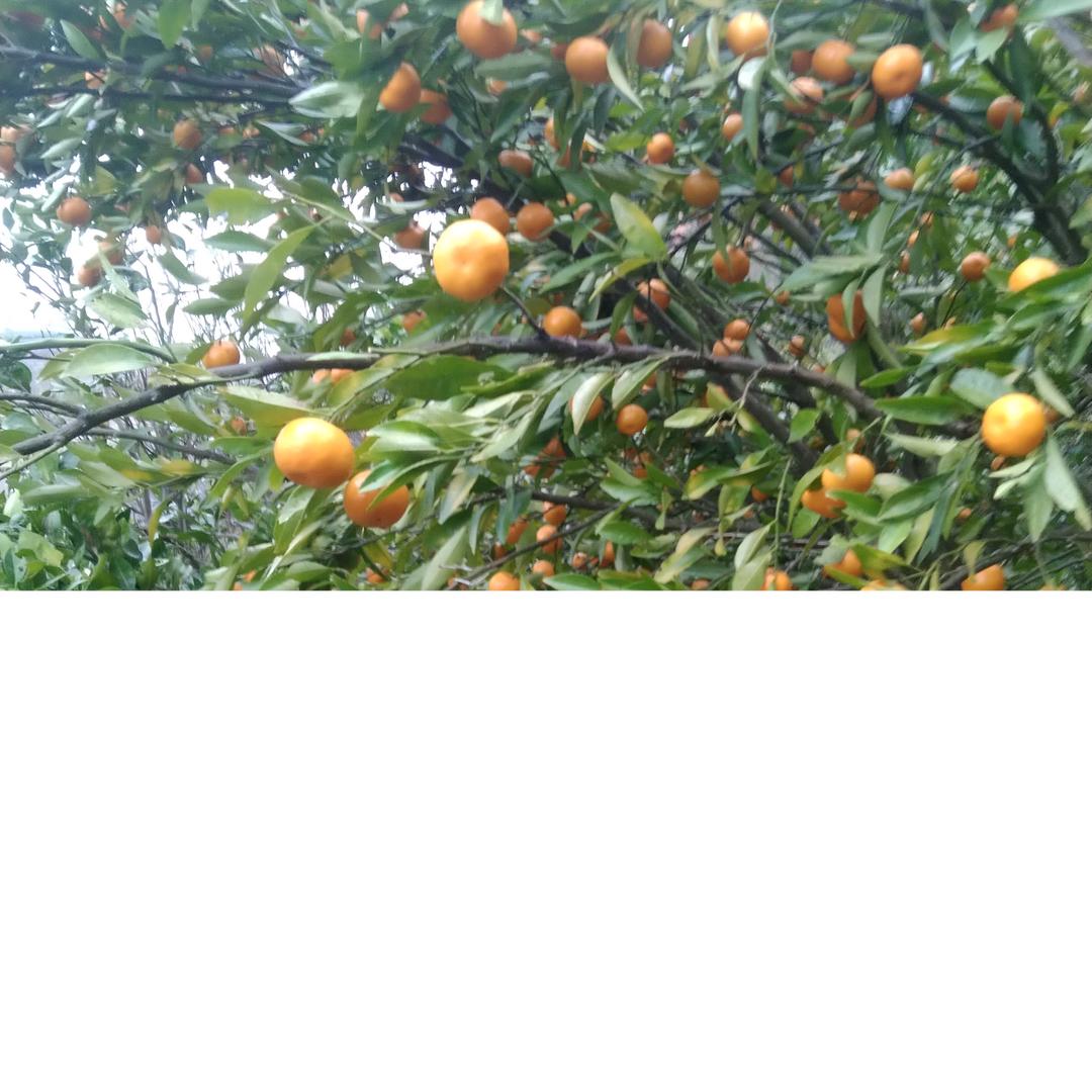 施成贵