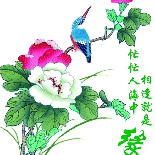 追随梦想